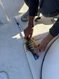 Jacksonville Report Photo 2