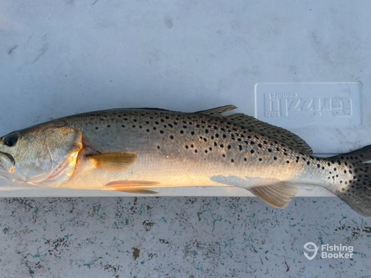 Steinhatchee Report Photo 0