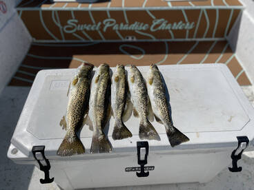 Steinhatchee Report Photo 2