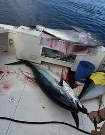 Tuna Time!