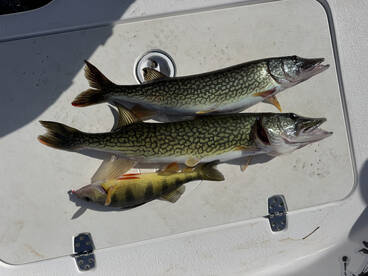 Pikerel & Yellow Perch