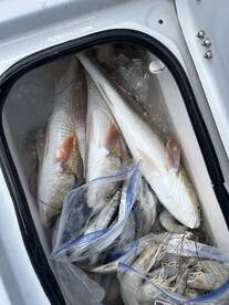 Reeling in redfish as the sun sets