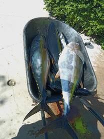 Tuna snaper and skipis