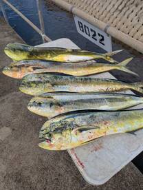 Haleiwa Report Photo 2