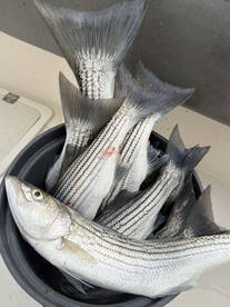 Berkeley Report Photo 2