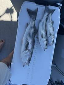 Lake Havasu City Report Photo 4