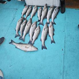 Chesapeake Beach Report Photo 1