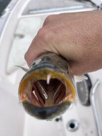 Jacksonville Report Photo 1