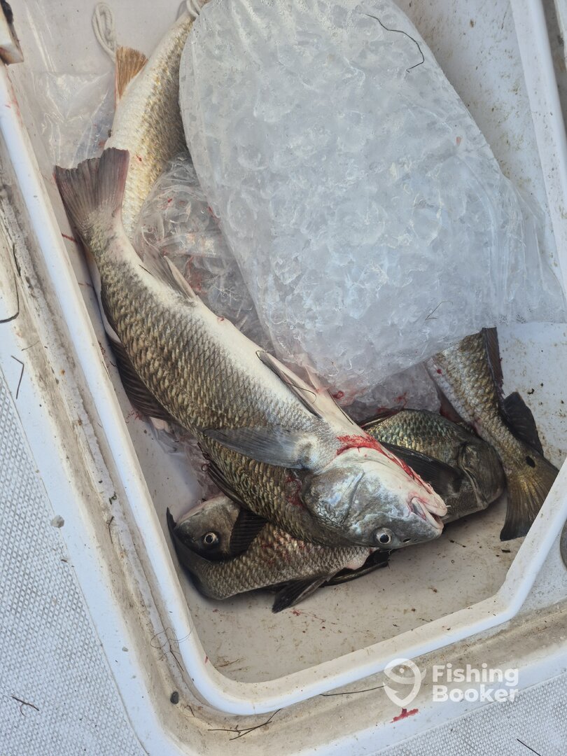 Corpus Christi Report Photo 0