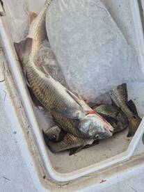 Oso Bay Report Photo 2