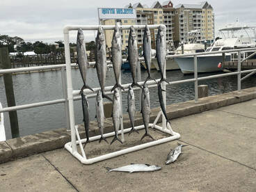 King Mackeral Bite is On! 