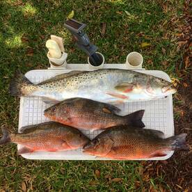 Monster Trout bigger than the cooler