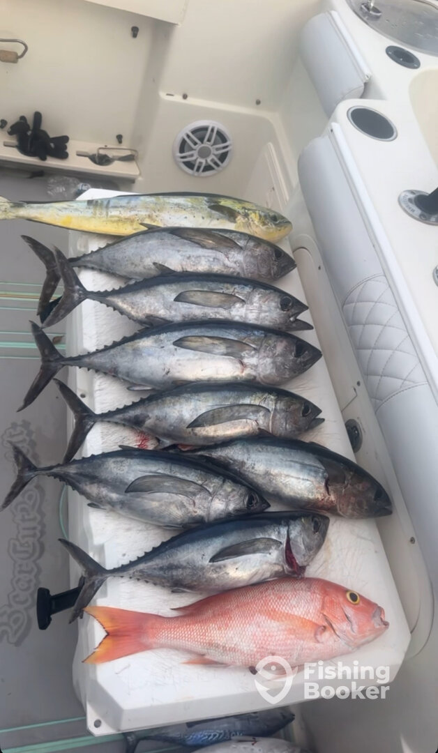 Miami Report Photo 0