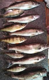 Yates County Report Photo 2