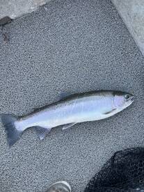 Brethren Report Photo 4