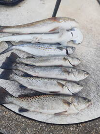 Tampa Report Photo 1