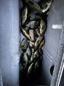 Multi Species fishing this afternoon