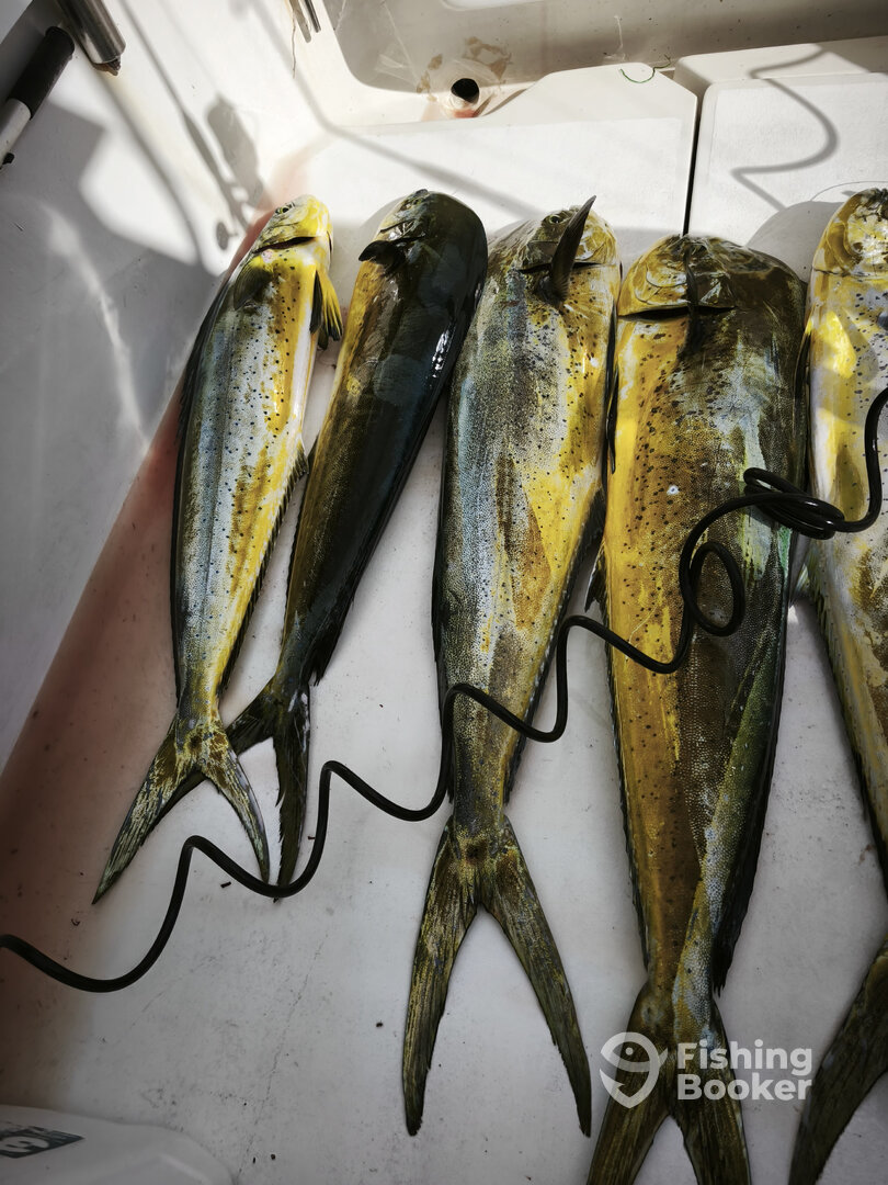 Tavira Report Photo 0