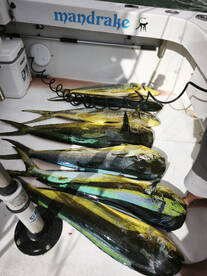 Tavira Report Photo 2