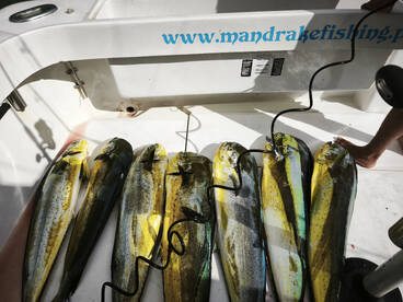 Tavira Report Photo 3