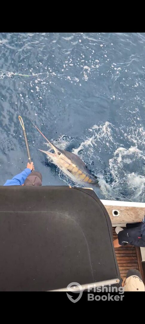 Sydney Report Photo 0