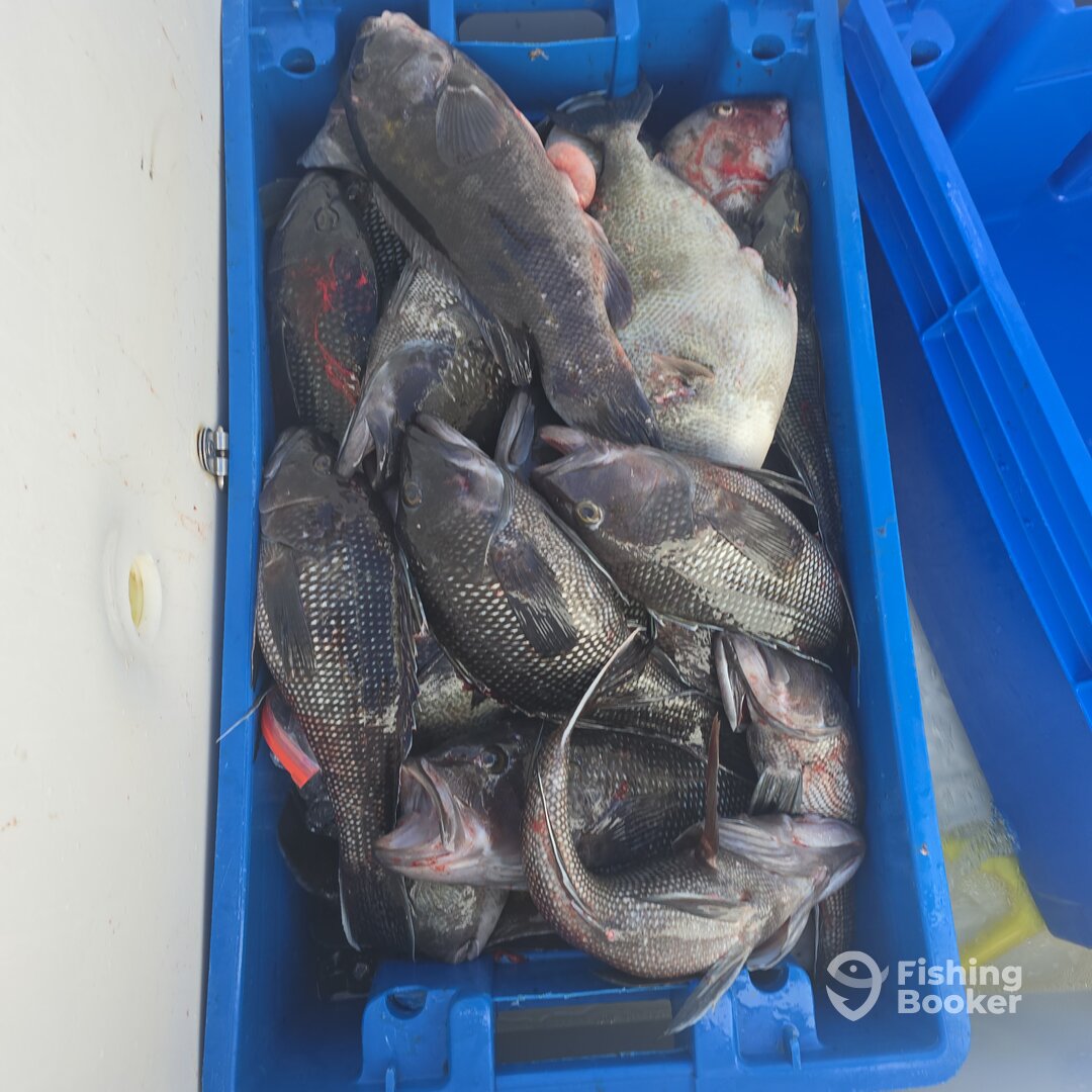 Point Judith Report Photo 0