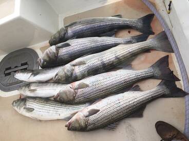 Montauk Report Photo 2