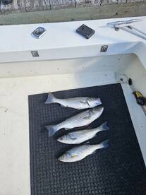 Neavitt Report Photo 1