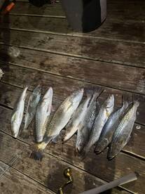 Schooking reds are here!