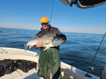 STRIPED BASS ON FIRE NOW!