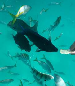 Dads and kids fishing and island hopping