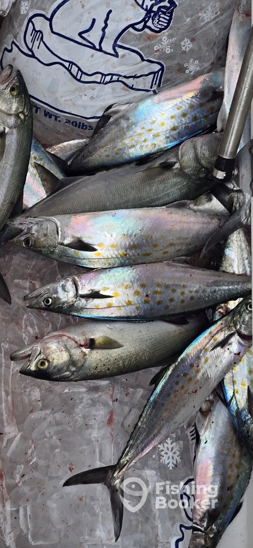 St. Simons Island Report Photo 0