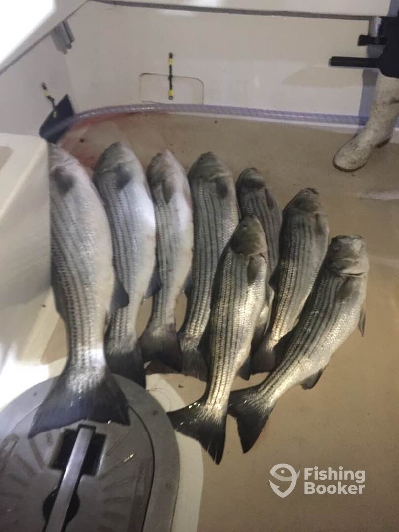 Montauk Report Photo 0