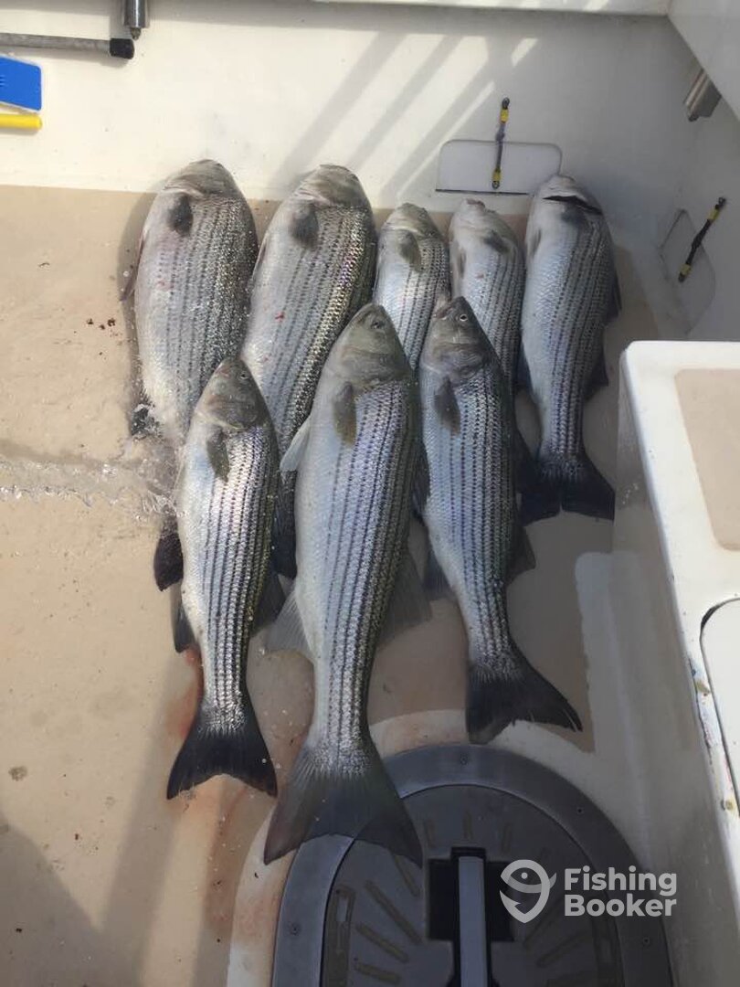 Montauk Report Photo 0