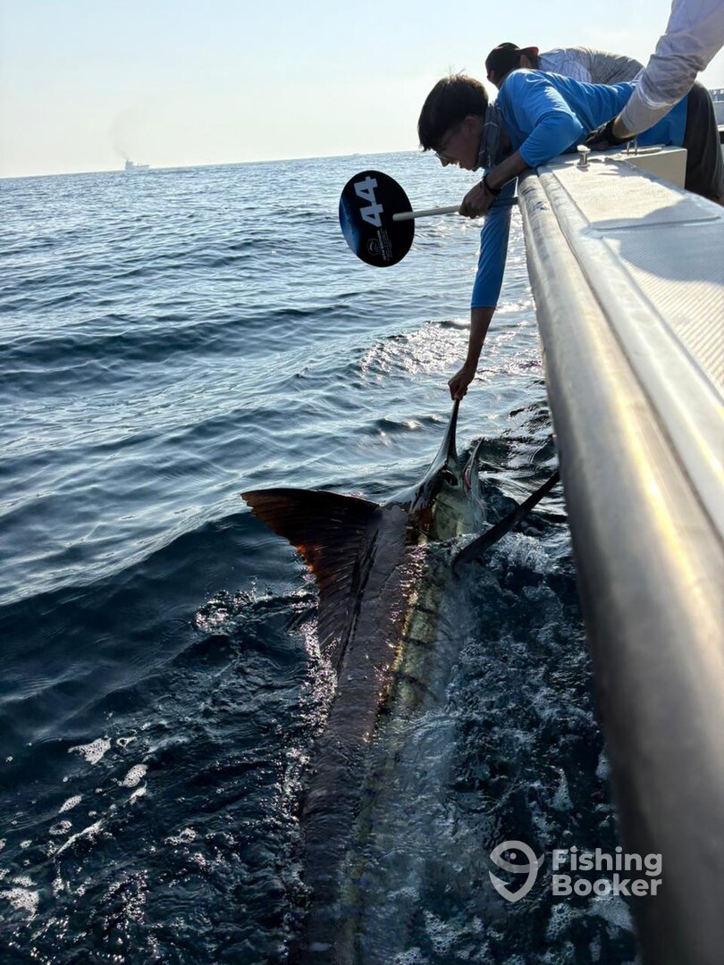 Stripped marlin safely released