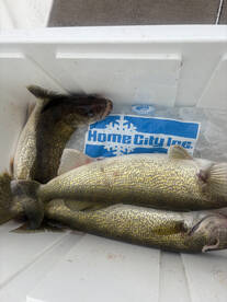 Glasgow Report Photo 4