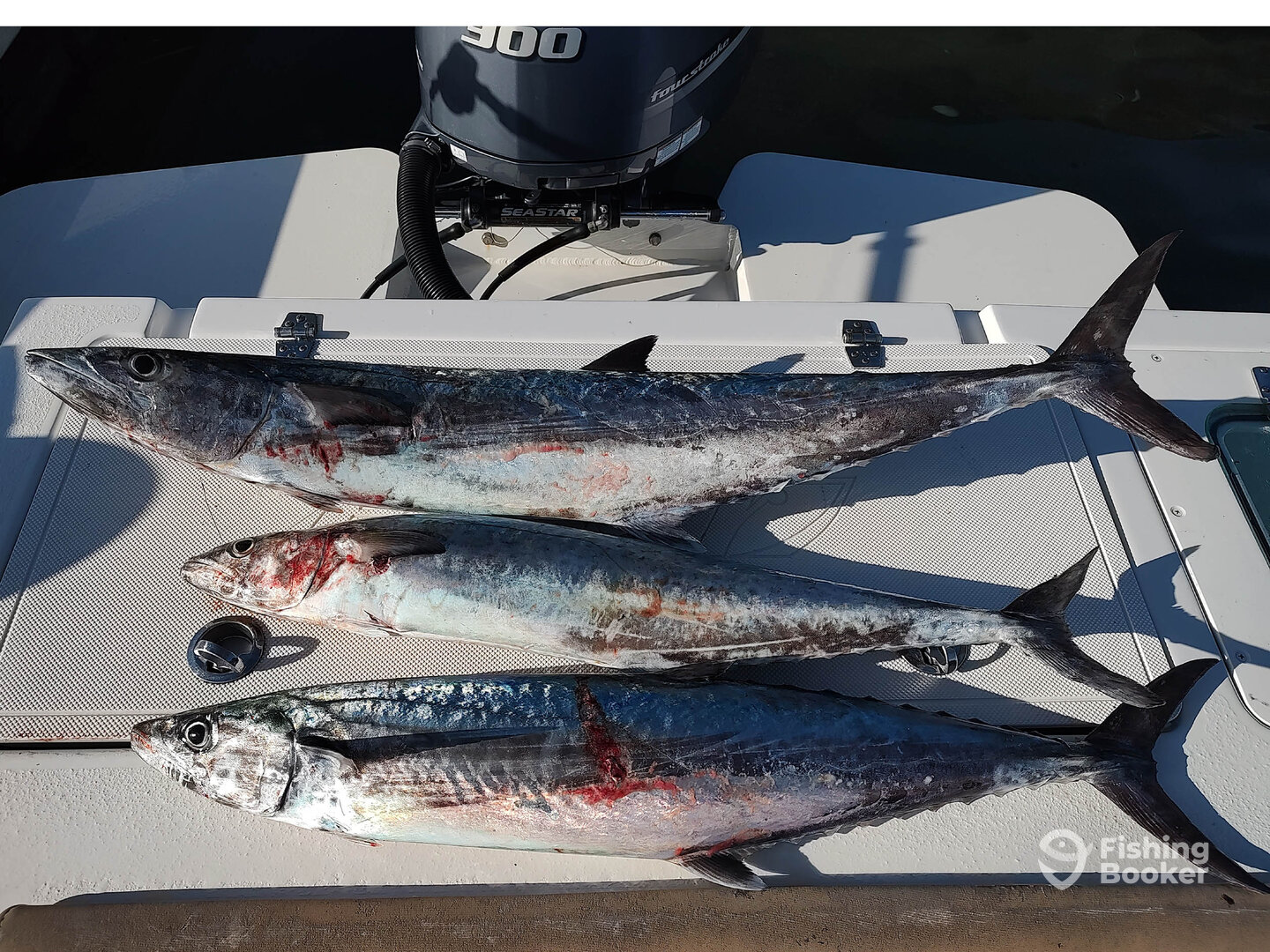 November kings from 2024