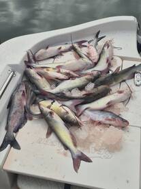 Lake Conroe Report Photo 2