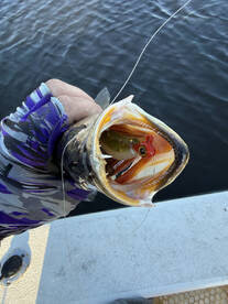 River Road Report Photo 4