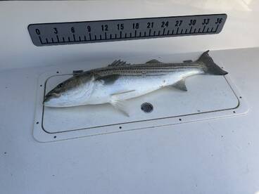 Lavallette Report Photo 2