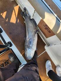 Cats are out the bag