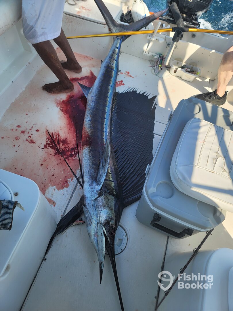 Nuevo Vallarta Report Photo 0