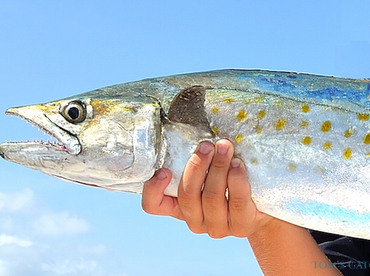 Oct 30th - Spanish Mackerel Are Firing O
