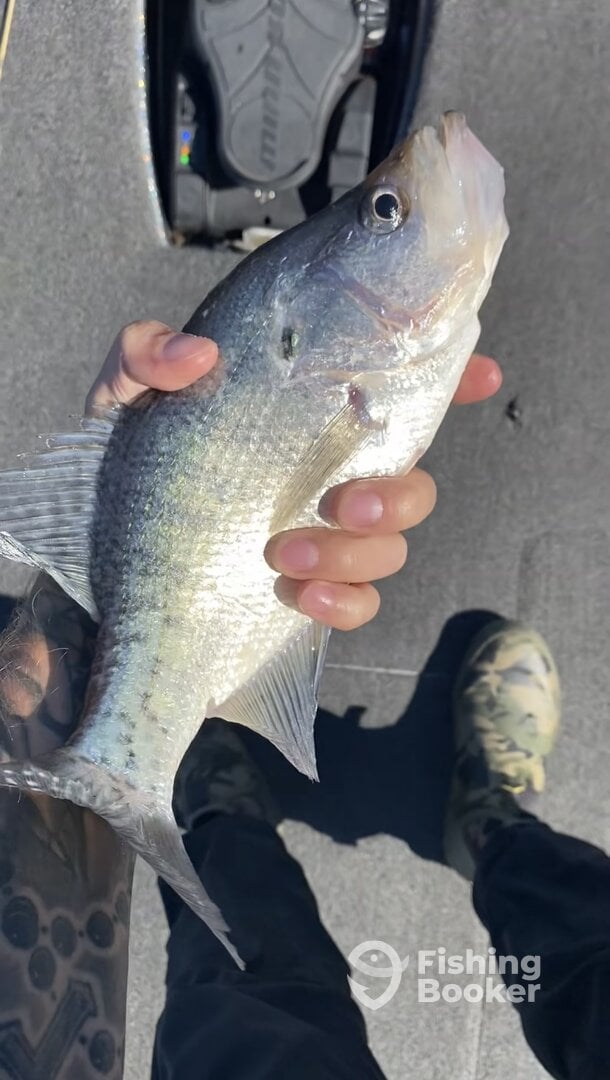 Arkansas Report Photo 0