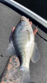 Colder Weather Has Made The Crappie Fish