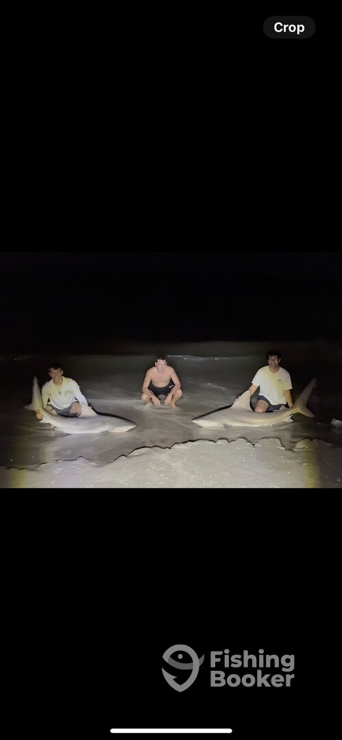 Indian Shores Report Photo 0