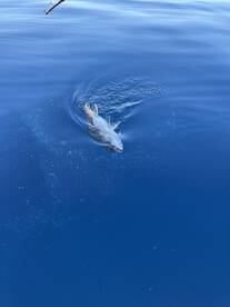 Cabo Pulmo Report Photo 1