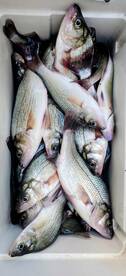 Cooler full of JUMBO perch 