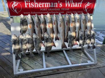 Black drum and redfish!