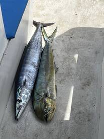 01.11.25 wahoo / dorado 